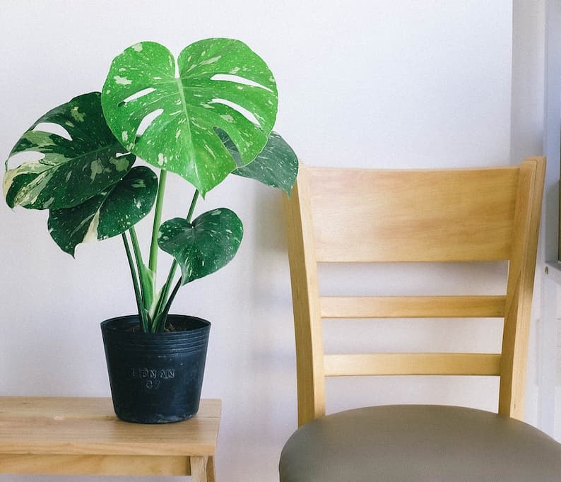 example of monstera without leaves drooping plant on a desk