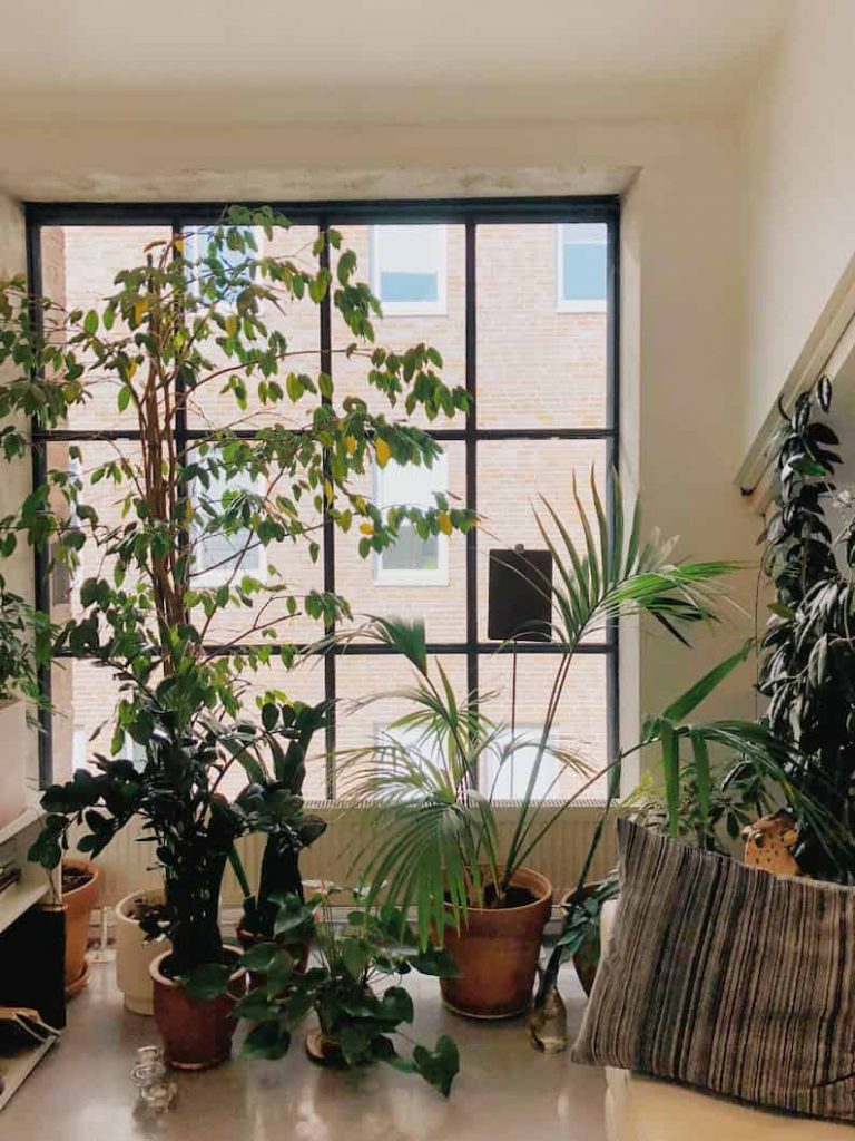 plants in front of window
