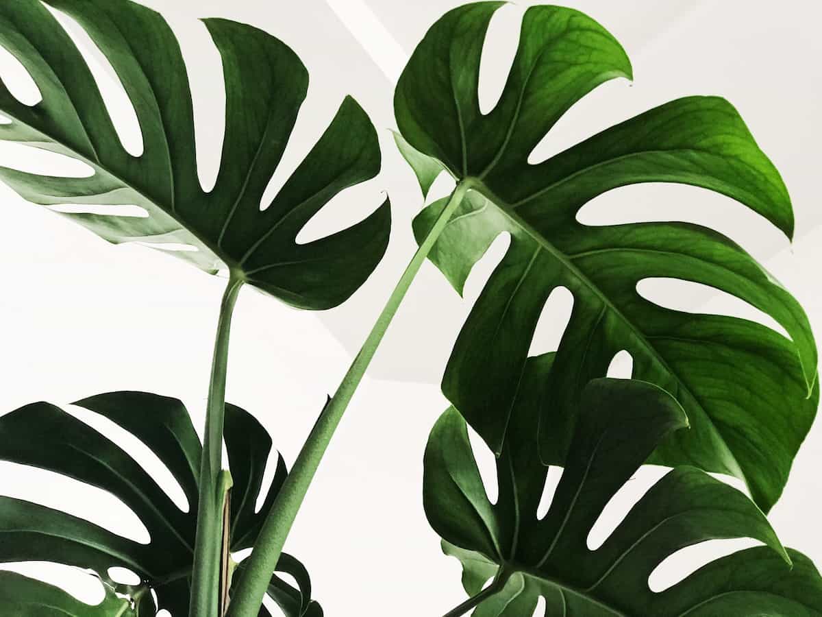 7 Simple Steps to Stop Your Monstera Leaves Turning Brown