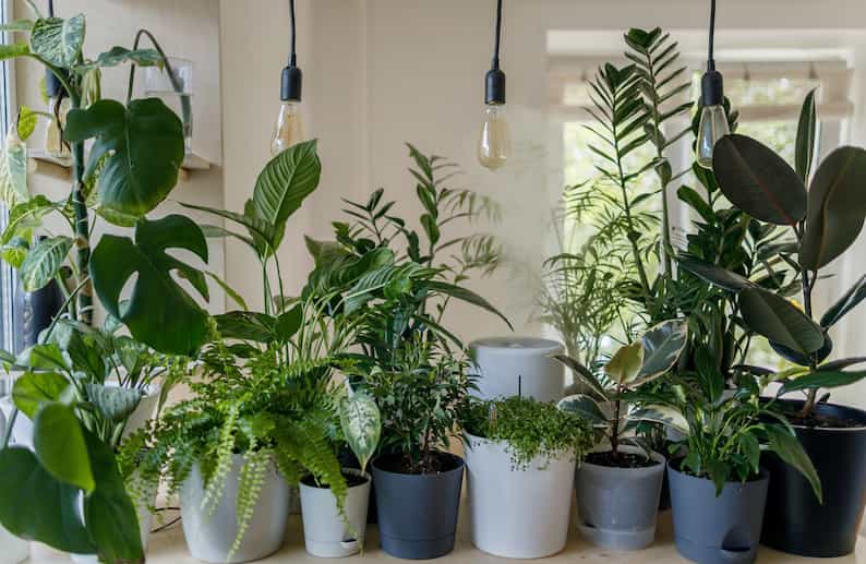 various plants in a row beneath artificial light as a way for their owner to know if their Monstera is getting enough light