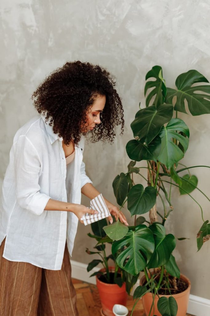 woman caring for monstera with a moss pole