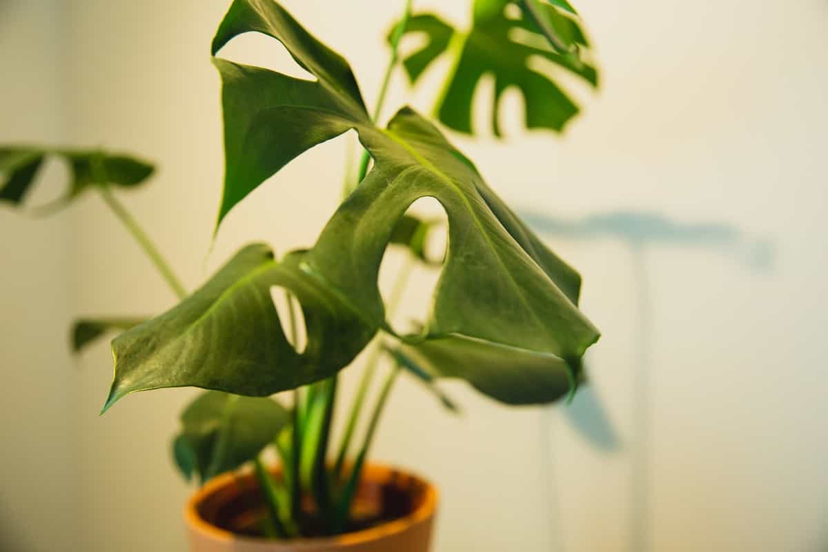 How to Fix a Root Bound Monstera