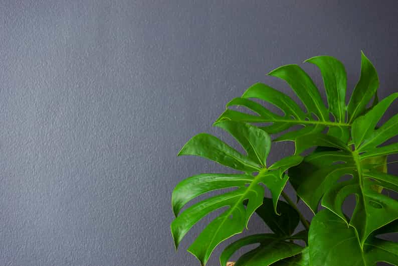 example of a split leaf philodendron vs Monstera