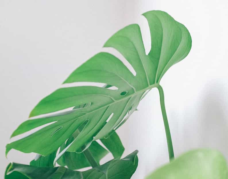 a houseplant serving as an example of the difference between split leaf philodendron and Monstera deliciosa