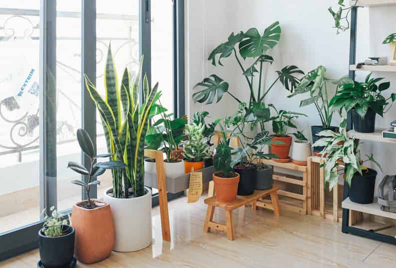 houseplants grouped together including a monstera