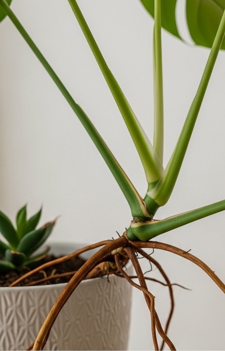 Close-up of thick brown aerial roots growing out from the stem of a monstera plant, for aerial roots monstera