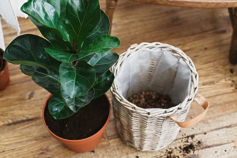 repotting a ficus to add the best soil for fiddle leaf figs to the pot