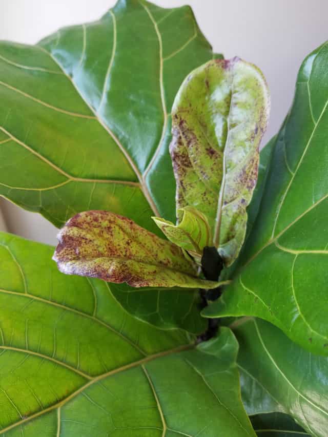 sunburnt fiddle leaf fig with brown spots on upper leaves