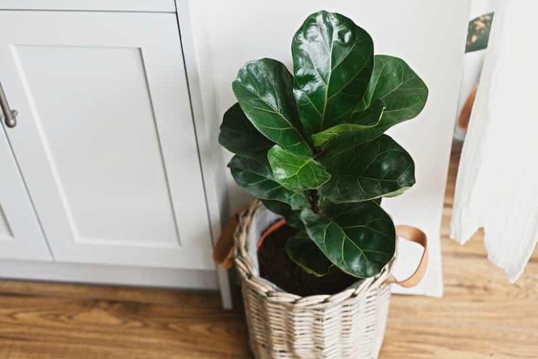 How to Treat a Fiddle Leaf Fig With Brown Spots