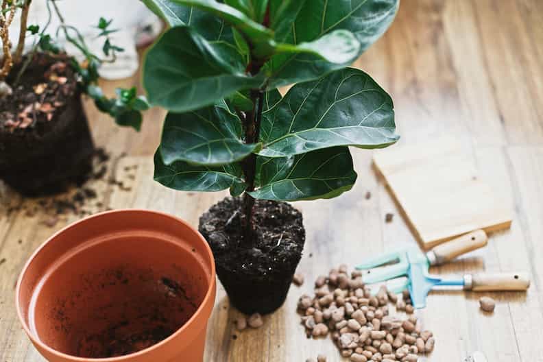 person transplanting a fiddle leaf fig leading to drooping after repotting