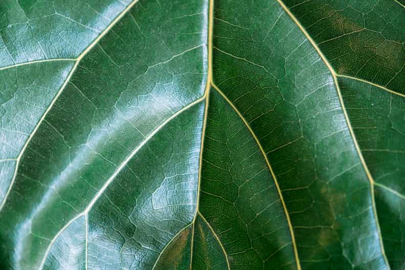 close up of a fiddle leaf fig leaf
