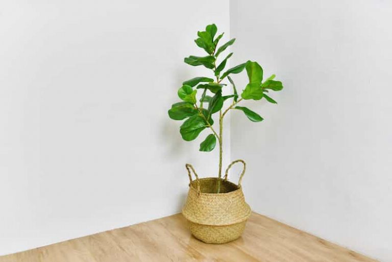 What To Do If Your Fiddle Leaf Fig Is Not Growing New Leaves