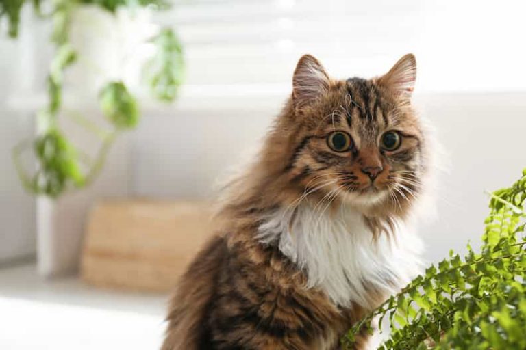 Is the Fiddle Leaf Fig Toxic to Cats?