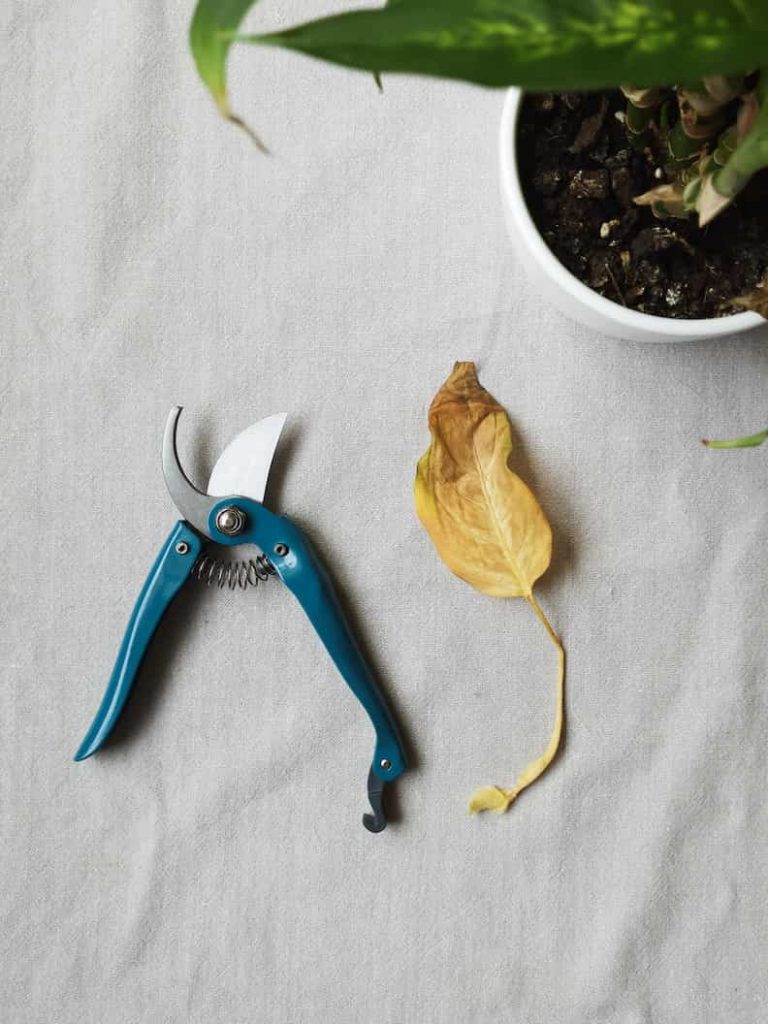 pruning shears someone is using to remove yellow leaves from a fiddle leaf fig