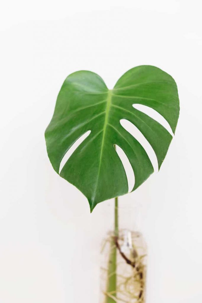 example of someone growing a Monstera in water