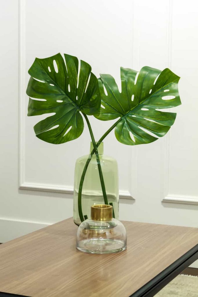 a Monstera being grown in water on a coffee table