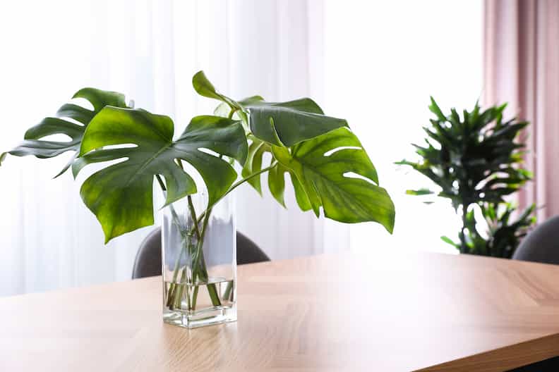an example of how to grow Monstera in water in a vase on a coffee table