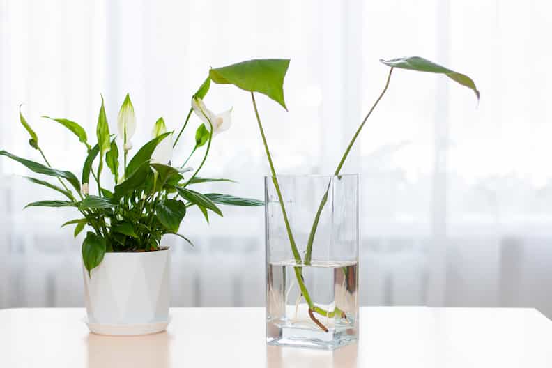 example of someone growing Monstera in water next to another houseplant