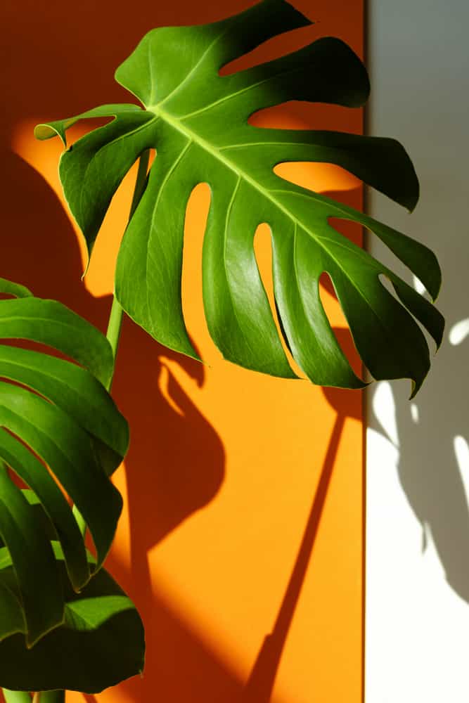Monstera leaves in the sun