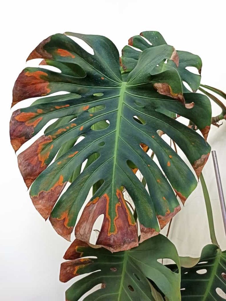 Monstera leaf with brown edges due to someone not watering a Monstera often enough