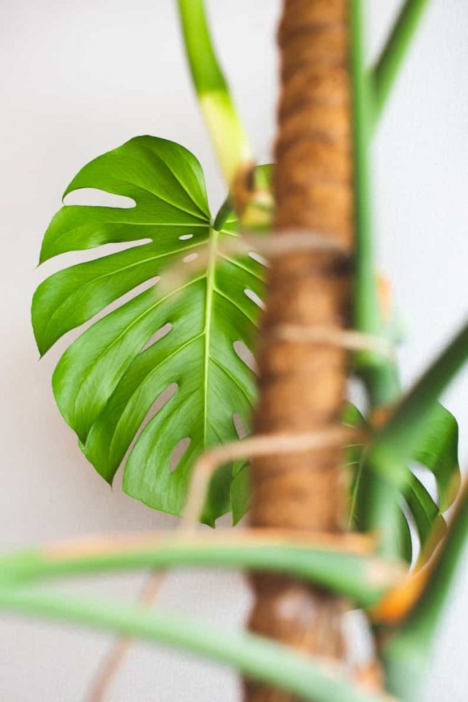 monstera leaf with aerial roots in foreground