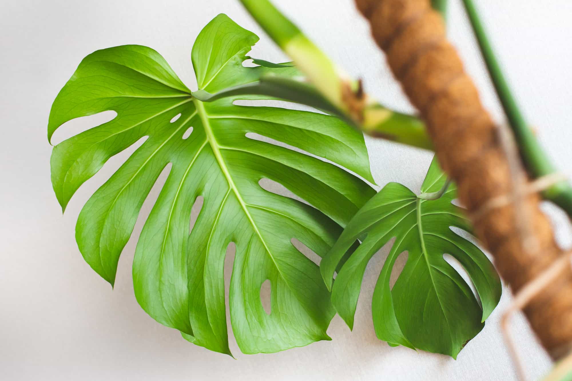 example of a monstera with aerial roots