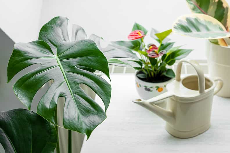 watering can next to a houseplant as someone tries to fix an overwatered Monstera plant