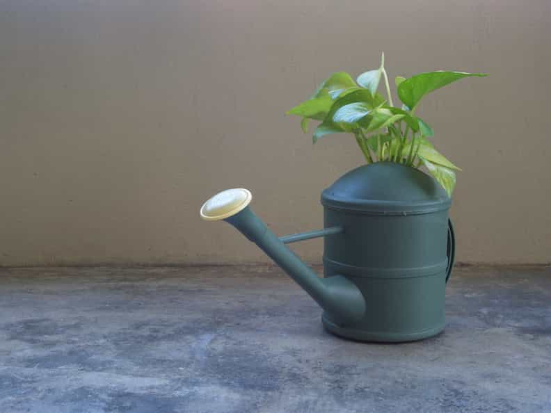 watering can with plant in it