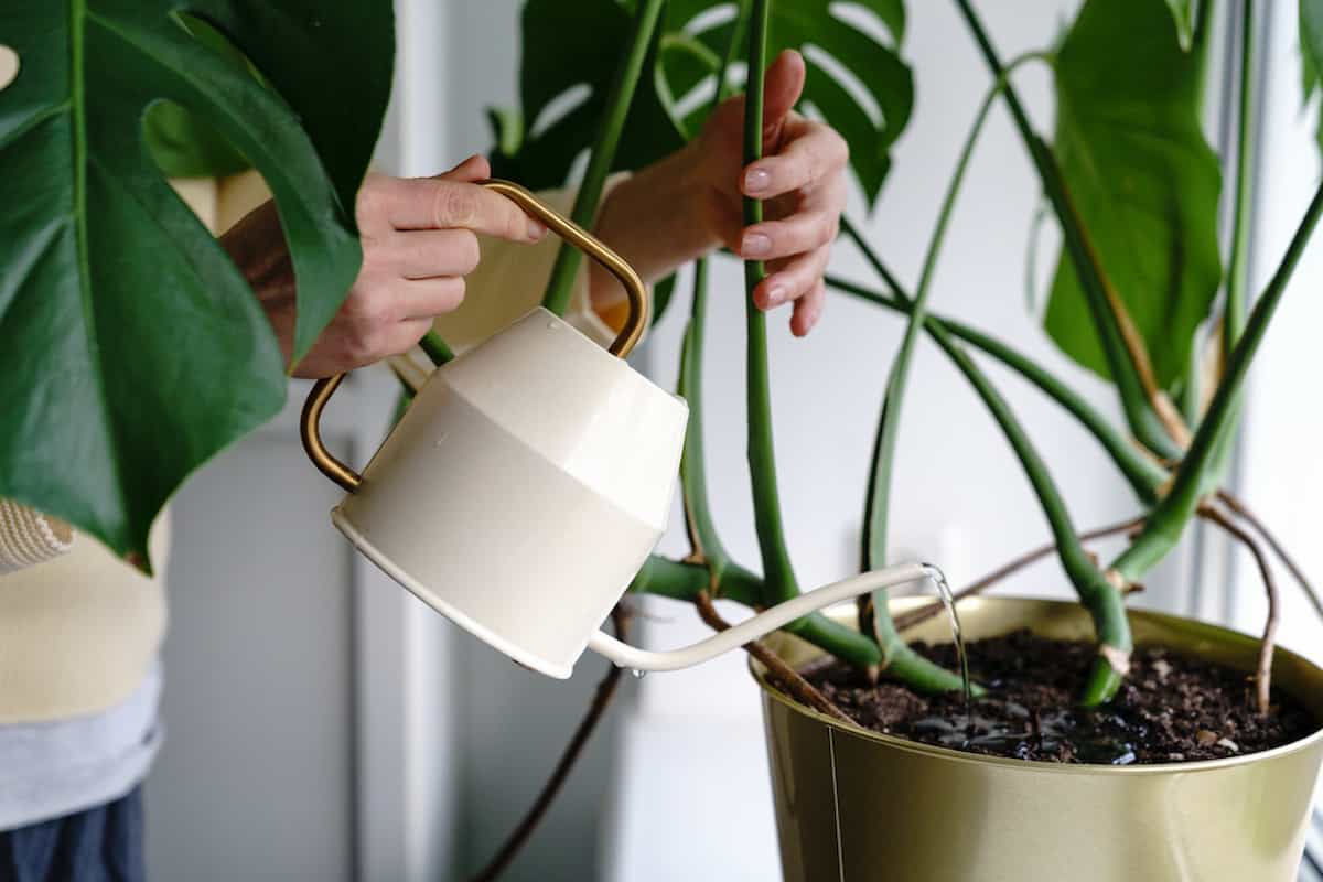 person watering a houseplant trying to save an overwatered monstera