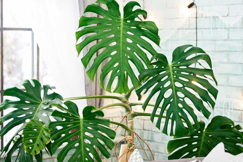 example of where pruning leggy monstera deliciosa that's overgrown is needed