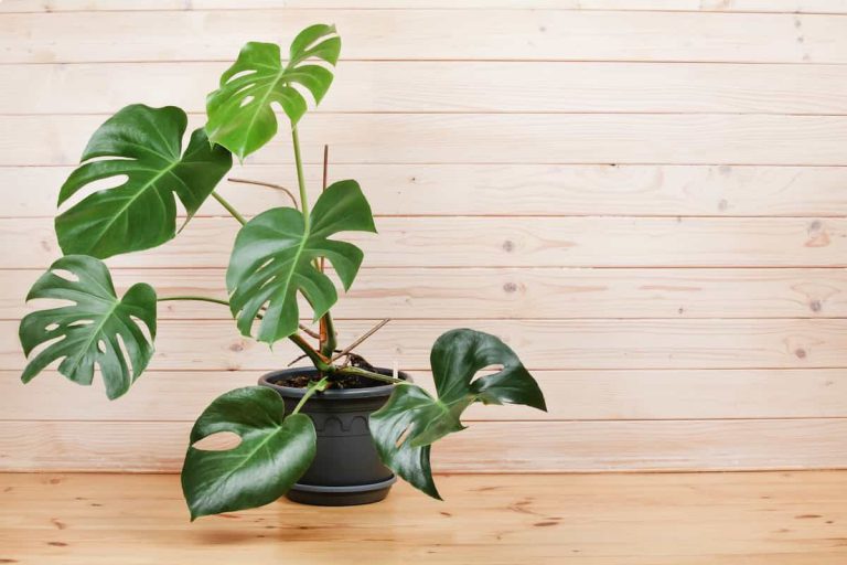 How to Prune Your Monstera: The Ultimate Guide