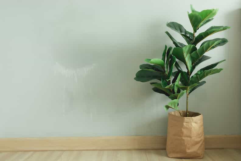 a fiddle leaf fig that's recovered from root rot