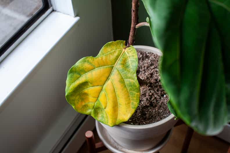 yellow leaf on fiddle leaf fig with repotting shock