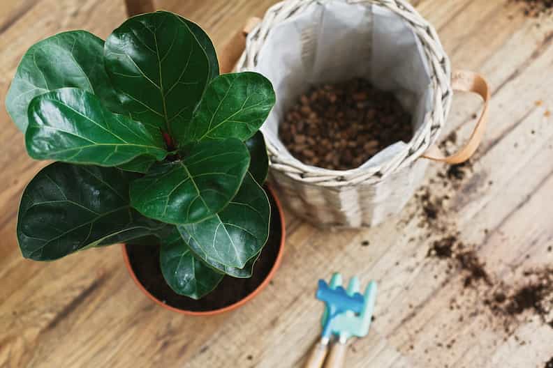 When to Repot a Fiddle Leaf Fig (and When to Not)