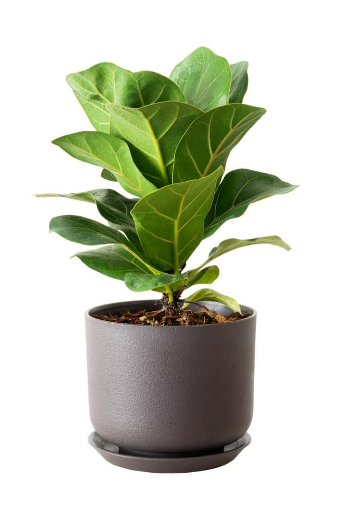 example of how effective dwarf fiddle leaf fig care results in a healthy ficus bambino