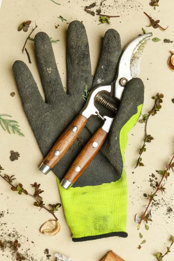 pruning shears in a gardening glove