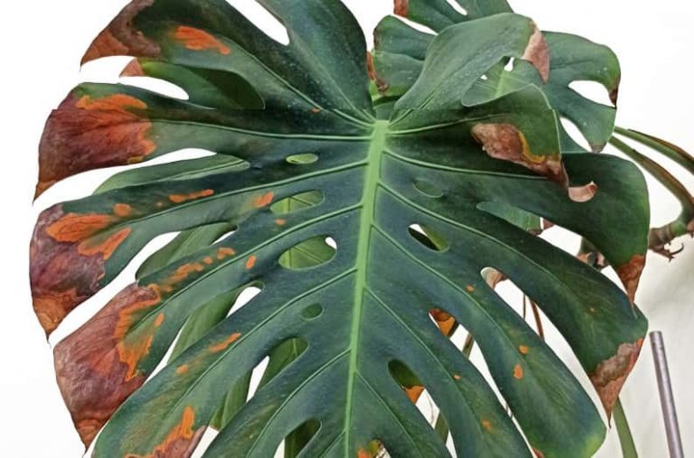 7 Reasons Why Your Monstera Has Brown Spots (and How to Fix It)