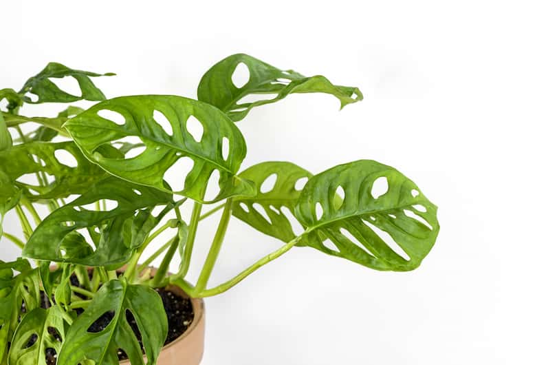 Monstera adansonii as an example of one of the most popular Monstera varieties