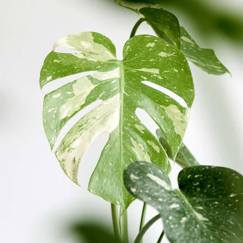 type of Monstera deliciosa known as Thai Constellation