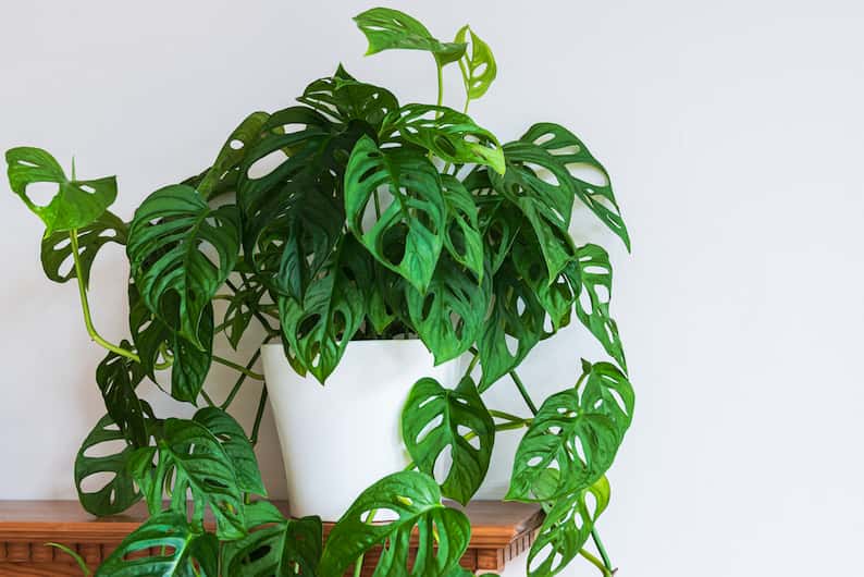 example of one of the most popular types of Monstera