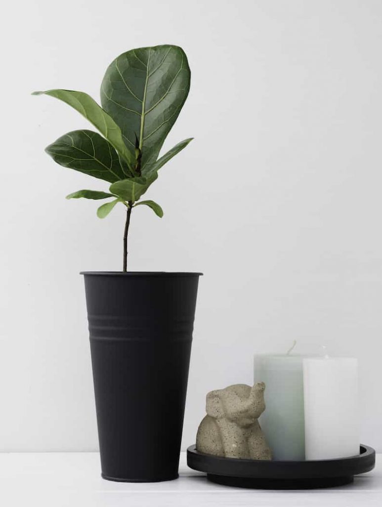 tall black planter as an example of one of the best pots for fiddle leaf figs