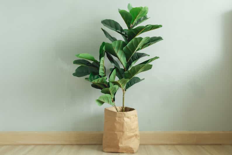 paper bag planter with a fiddle leaf fig tree in it