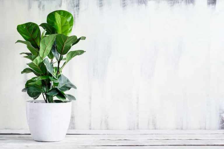 9 Best Planters for Fiddle Leaf Fig Trees
