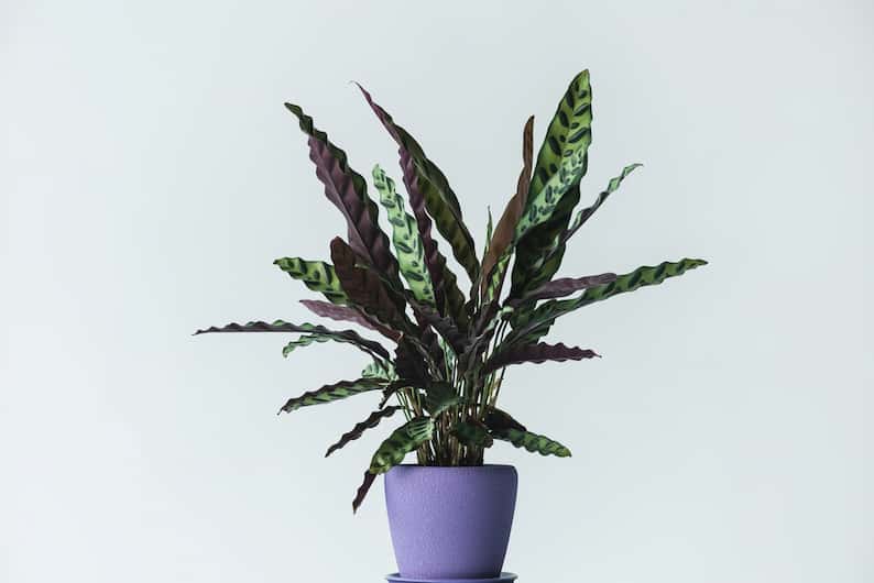 Calathea as an example of plants that don't need sun