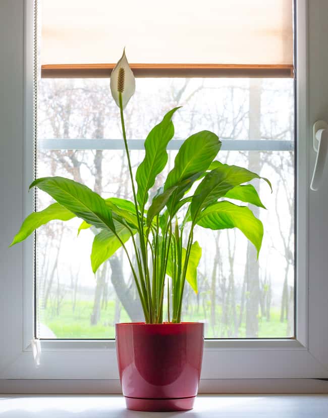 peace lily as an example of indoor plants that don't need sunlight