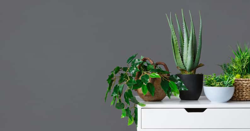 set of plants that survive without sunlight on a desk