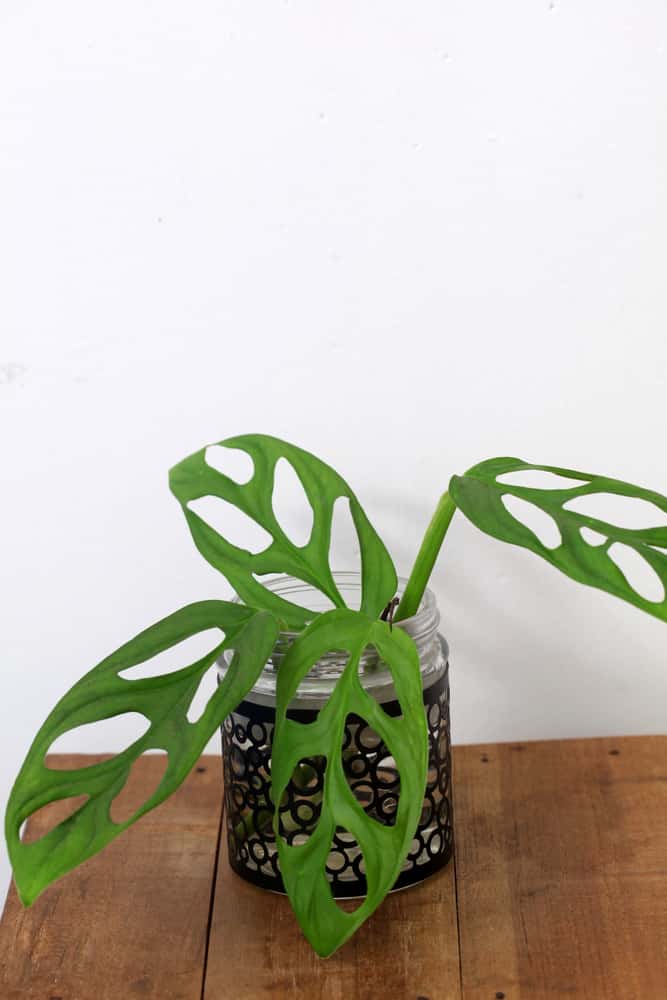 pot with four leaves in it from someone who has learned how to propagate Monstera in soil