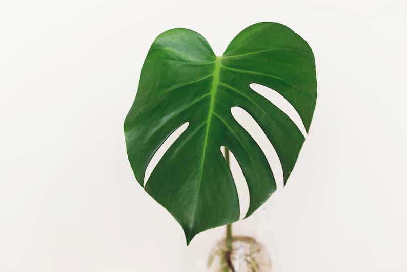 leaf in a vase from someone learning how to propagate Monstera