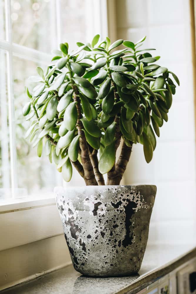 a jade plant as an example of plants that do well facing west