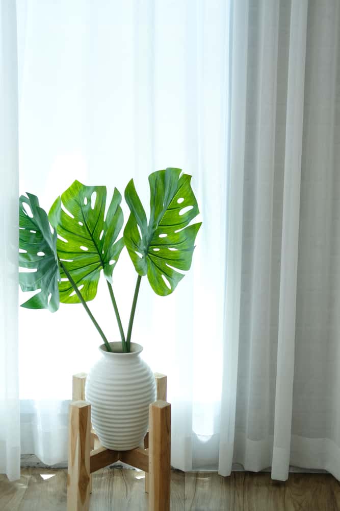 monstera plant in front of a west facing window